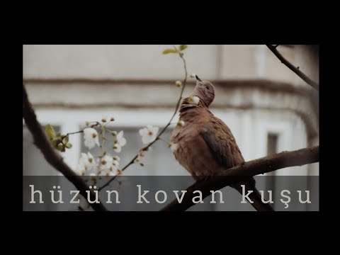 Hüzün Kovan Kuşu | Rumeysa & Doğucan (Cover)