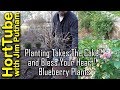 Planting Bless Your Heart And Takes The Cake Blueberries