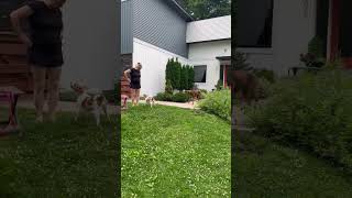 Video preview image #1 Cavalier King Charles Spaniel-Unknown Mix Puppy For Sale in Buffalo, MN, USA