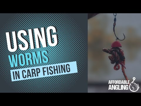 How to use worms in Carp fishing