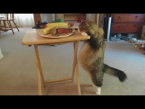 When You Live With a Real-life Garfield, It's Never Boring! 😂 Funny Cat Videos 2025