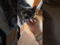 Meet one a many cats my dad has! #cute #cat #pets