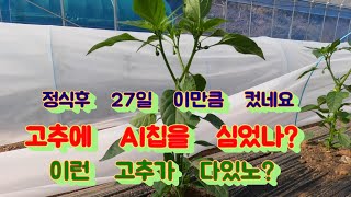 고추 정식후 27일에 나타난 현상 낙과된 고추 옆에 새로운 꽃이 폈어요