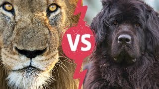 Top 10 Dogs Breeds That Look Like Lion