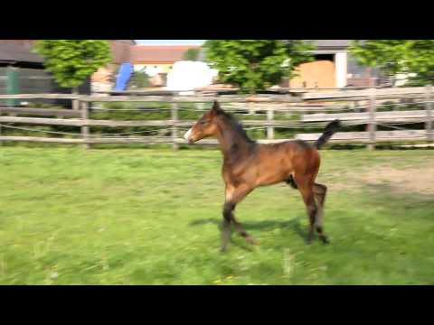 Hengstfohlen von Cancara x Colman x Lennon