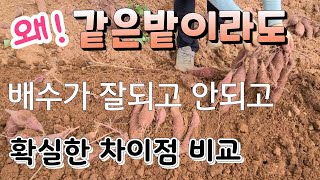 고구마 ~같은 밭이라도 배수가 잘도는곳 안되는곳 차이점 비교 무조건 배수가 짱