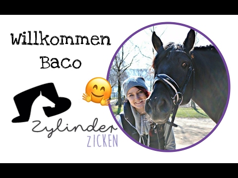 FMA/ Neues Pferd im Stall