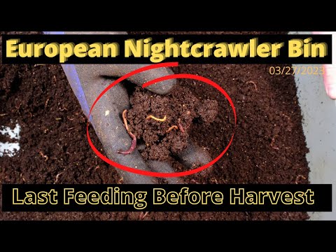 European Nightcrawlers (ENC) - Getting ready for Harvest 3/27/2023
