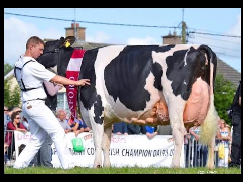 Milking 2yr olds at 2022 National Dairy show.1st-Octane Daughter of Hallow Advent Twizzle EX96 4E