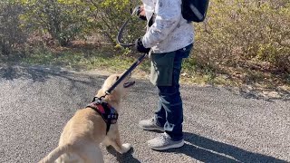 Dog training, Practical edition for taking a walk【Golden Retriever Problem Puppy Bisuke】