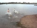 Andando Sobre A Agua Pânico Na TV