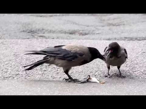 Corvus cornix, crow, kråke