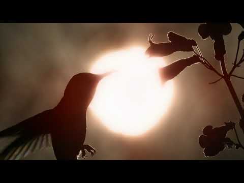 Imad Fares – Better World Tomorrow (Original song)