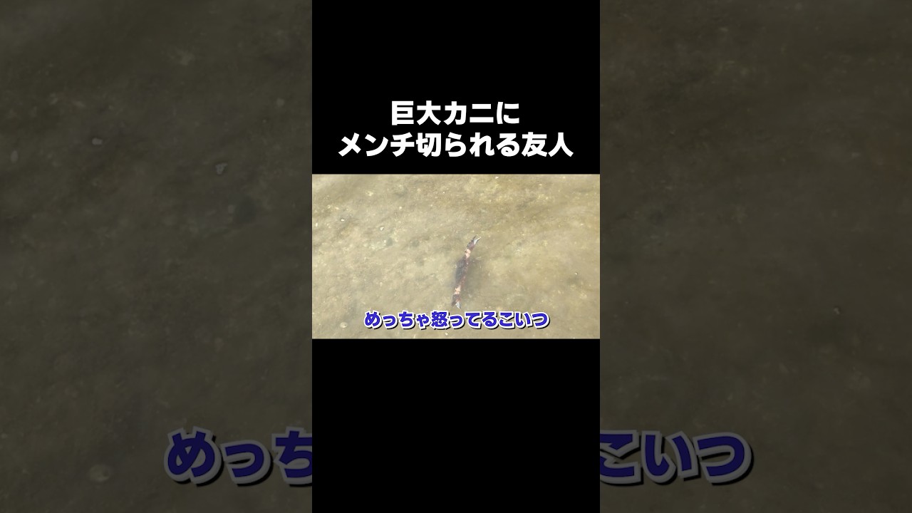 #animals #オールマイティラボ #動物