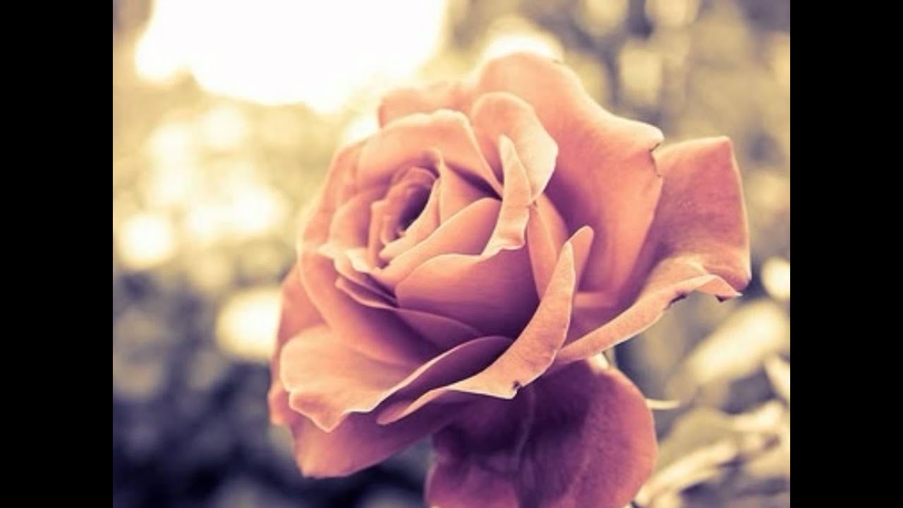 Dilarubaa O Phulon Jaisi Dilarubaa Lyrics | Beti No. 1 | Udit Narayan | Viju Shah