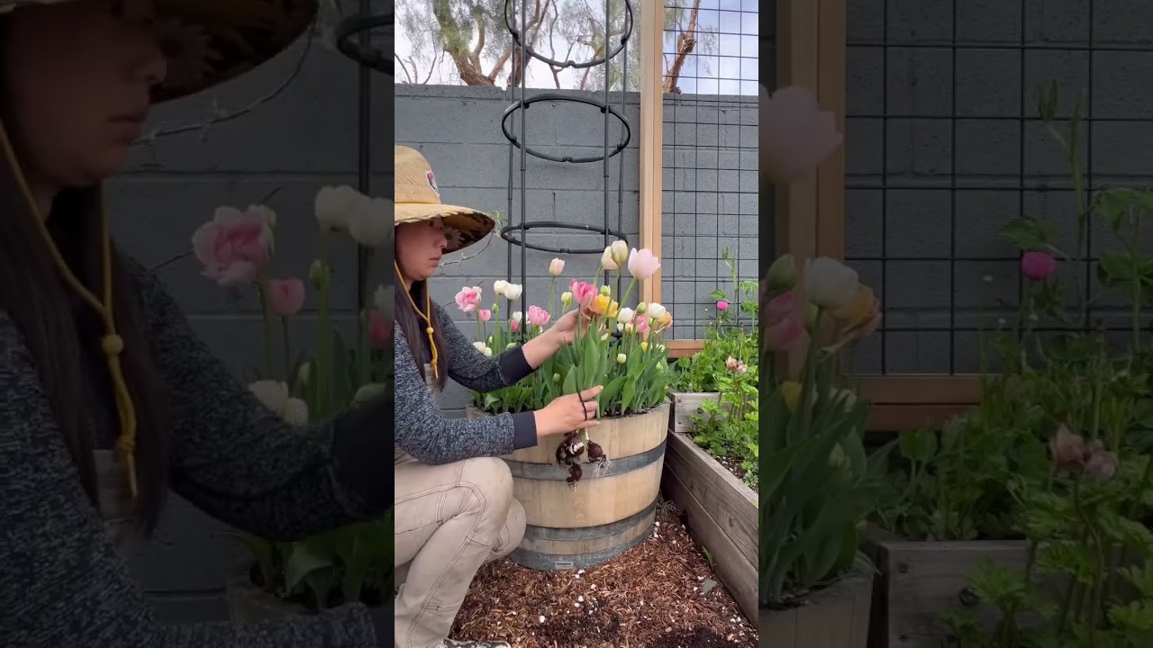 How to grow tulips 101