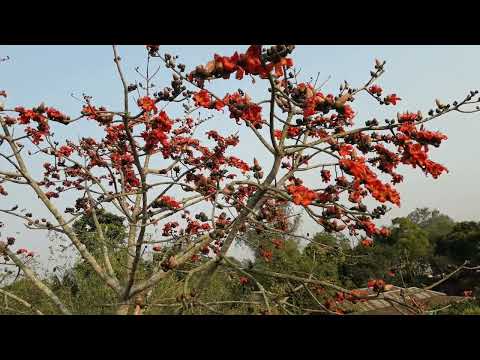 Shimul flower the beauty of nature//polas/butea monosperma