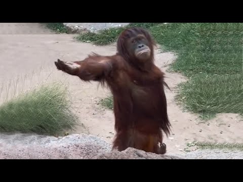 Laugh a Lot With The Funny Moments Of Monkeys 🐵  Funniest Animals Video