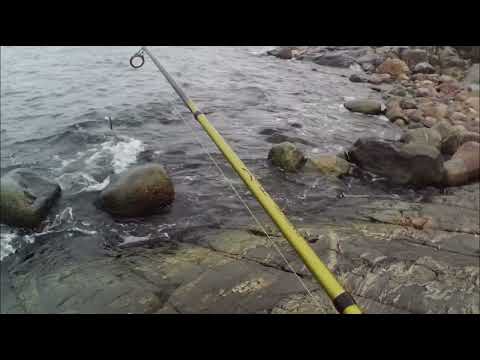 Meritaimenen kalastusta rannalta