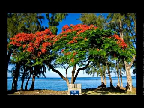 IGNACE ALMAR ..mon p'tit femme. sega lontan