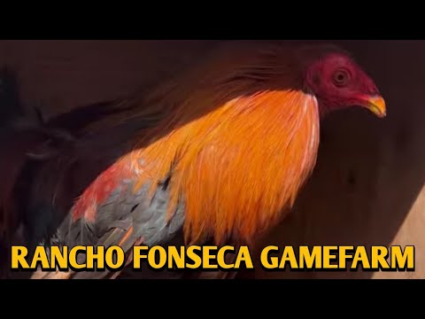 Pure Larry Romero Sweater - RANCHO FONSECA FARM