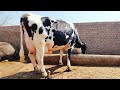 Top class  dutch friesian cows in pakpattan Punjab Pakistan  | cows|12,02,2022