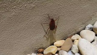 How To Control American Cockroaches Palmetto Bugs Water Bugs In South Florida Natural Pest Control