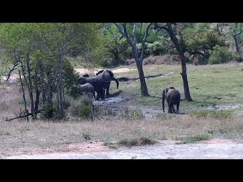 Djuma: Elephants at shallow end of dam - 11:38 - 10/12/2022