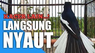 Download lagu SUARA PANCINGAN BURUNG KACER AGAR CEPAT BUNYI DAN GACOR | KICAUAN KACER AMPUH mp3 Download lagu SUARA PANCINGAN BURUNG KACER AGAR CEPAT BUNYI DAN GACOR | KICAUAN KACER AMPUH mp3