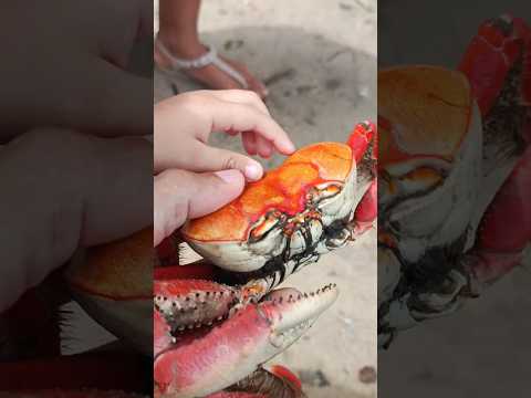 CANGREJO EN TUCUPITA VENEZUELA #cangrejo #cangrejos #tucupita #deltaamacuro #venezuela