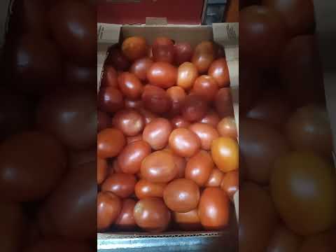 Roma tomatoes and Hot House round tomatoes how to pick at store level.