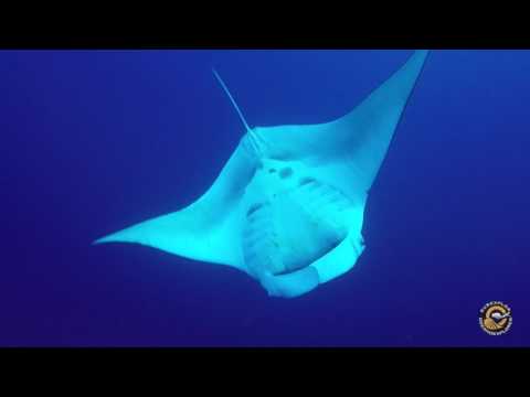 BDE: Brothers Daedalus Elphinstone by Oceano Explorer