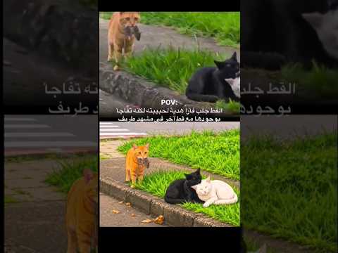 جاب هدية لحبيبته... لكن اللي شافه صدمه! 😿💔
