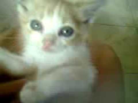 Meu gato me deu uma mordida!!