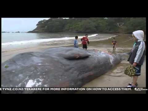 Ngati Kahu hold ceremony for beached whale