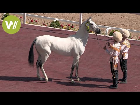 Les écuries extraordinaires du Turkménistanv - Au royaume d'Akhal Téké (HD 1080p)