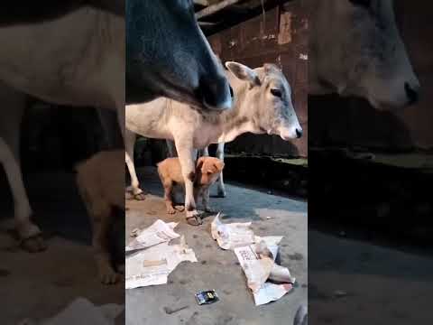 Dog & Cow Love//Unique Love