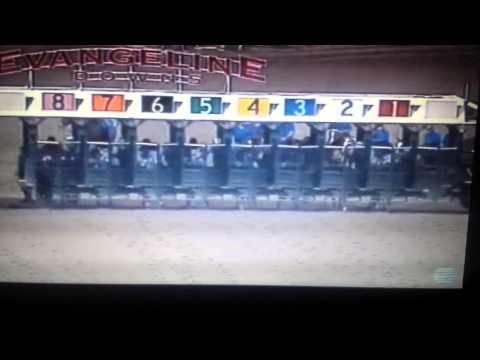 El Gato Americano ( Salty King Corona )