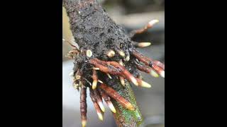 Download lagu Cangkok pohon mangga in #shortsvideo mp3