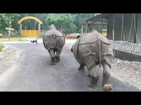 Gaida in Chitwan road|One Horned Rhino