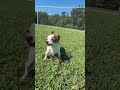 Playing Soccer With My Dog