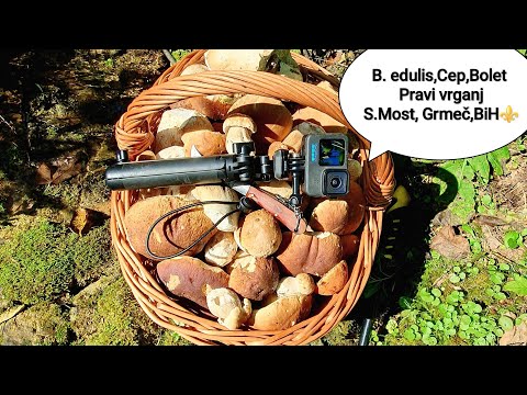 Forest therapy V, Porcino/Cep/Bolet/Steinpilze/Vrganj #viralvideo #new #trending #foryou #nature