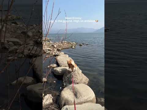 Kimmy-big energy #corgilove #dog #pets #corgi #corgifun #doglove #funny #corgiplanet