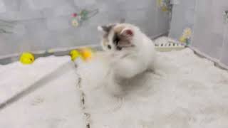 マンチカンの動画01