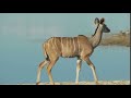 The Majestic Kudu