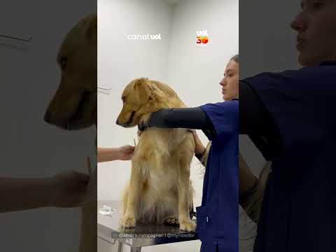 Amora, a golden retriever, tenta fugir da agulha no veterinário