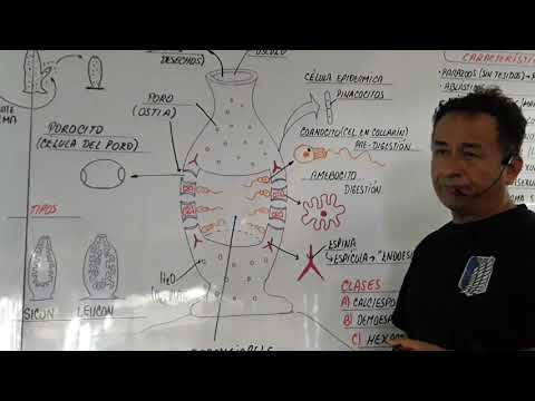 PHYLUM PORÍFEROS - ESPONJAS - CLASIFICACIÓN DE LOS PORÍFEROS -