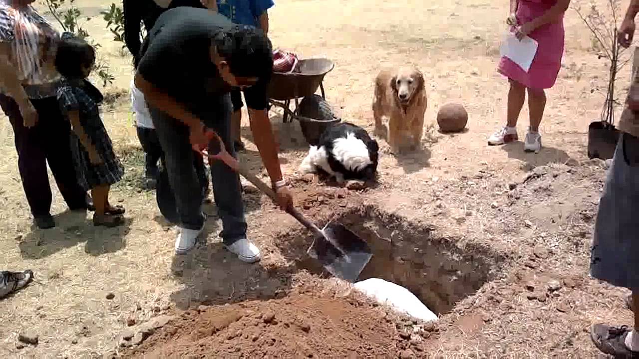 funeral de mi perrito drupy