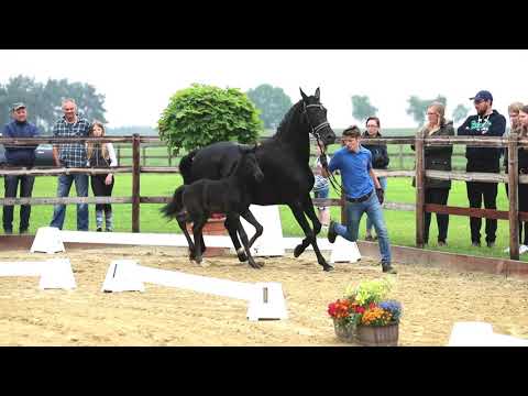 Hengstfohlen von Ibiza Dream x Royal Highness