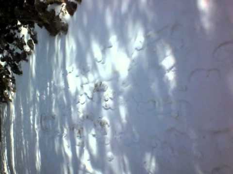 Les bótes sobre la neu